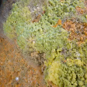 Breadcrumb Sponge (Halichondria panicea) and other encrusting sponges. Channel Islands, UK, June