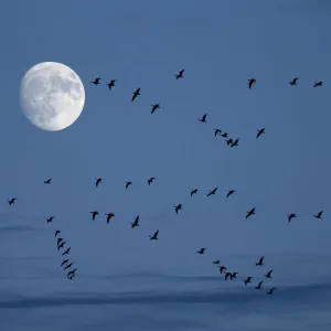 Brent geese (Branta bernicla) flying with moon, Titchwell, Norfolk, UK, December