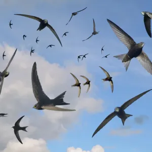 Common Swifts in Flight Print, Wiltshire UK June Common Swifts in Flight Print, Wiltshire UK June