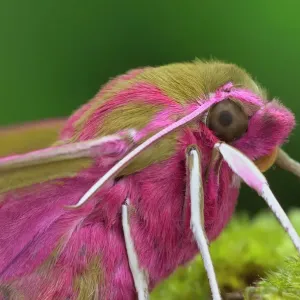 Elephant Hawk Moth Print, Northern Ireland Landscape Elephant Hawk Moth Print, Northern Ireland Landscape
