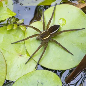 Fen Raft Spider Print - Sub-adult Dolomedes plantarius Fen Raft Spider Print - Sub-adult Dolomedes plantarius