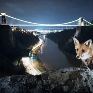 Avon Gorge Red fox vixen Print Avon Gorge Red fox vixen Print