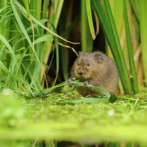 Water Vole Foraging Print Water Vole Foraging Print