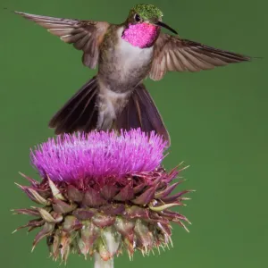 Broad-tailed Hummingbird {Selasphorus platycercus} male in flight feeding on Musk Thistle