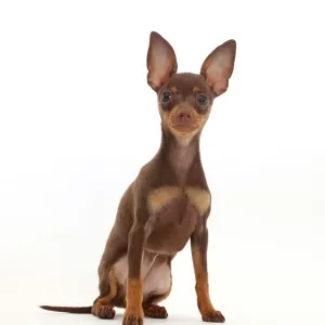 Brown-and-tan Miniature Pinscher puppy, with ears up