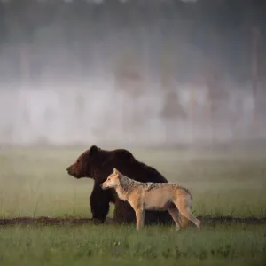 Brown Bear