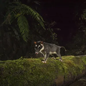 Brown four eyed opossum (Metachirus nudicauda) at night in cloud forest, Choco region