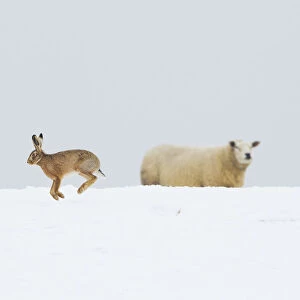 Brown hare (Lepus europaeus) adult bounding across a snow covered field in front of a nearby sheep