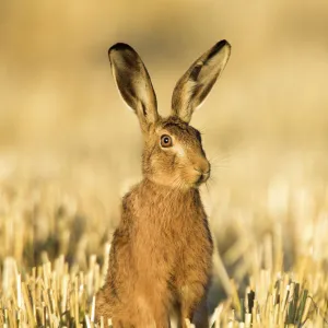 Brown hare (Lepus europaeus) in wheat stubble, Norfolk, UK, August