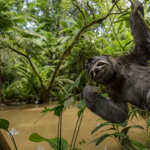 Brown throated three toed sloth (Bradypus variegatus) hanging from branch, Yasuni National Park