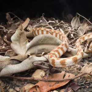 Brown tree snake (Boiga irregularis), Berry Springs, Northern Territory, Australia