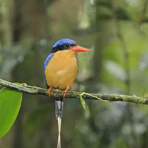 Buff Breasted Paradise Kingfisher