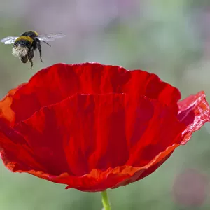 Buff-tailed bumblebee (Bombus terrestris) flying to Oriental poppy (Papaver orientale)