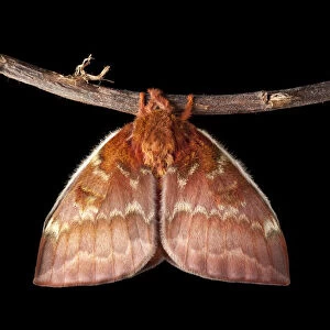Bullseye Moth (Automeris io) showing wings expanding after emerging from cocoon. Captive