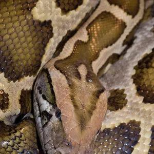 Burmese python coiled head portrait print Burmese python coiled head portrait print