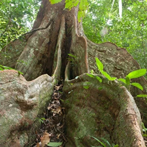 Buttress roots of rainforest tree, Loango National Park, Gabon