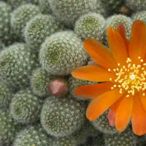 Cactus flower (Rebutia fabrisii, var nana) cultivated plant