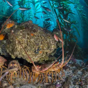 Four California spiny lobsters (Panulirus interruptus) shelter beneath a boulder in a kelp forest