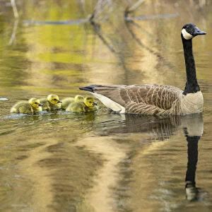 Canada goose (Branta canadensis) with goslings, a few days old. Massachusetts, USA