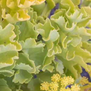 Canary samphire (Astydamia latifolia) close up of flowers and leaves, Punta del Teno