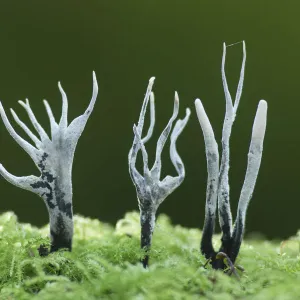 Candle-snuff fungus (Xylaria hypoxylon), New Forest National Park, Hampshire, England, UK