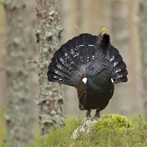 Capercaillie (Tetrao urogallus) adult male displaying in pine forest. Cairngorms National Park