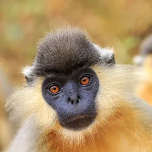 Capped langur (Trachypithecus pileatus), Trishna Wildlife Sanctuary, Tripura State, India