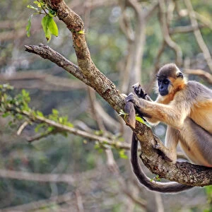 Cercopithecidae Collection: Capped Langur