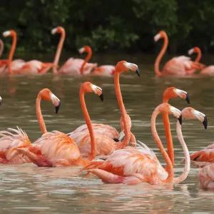 Caribbean flamingo (Phoenicopterus ruber) flock moving to other parts of the lagoon in