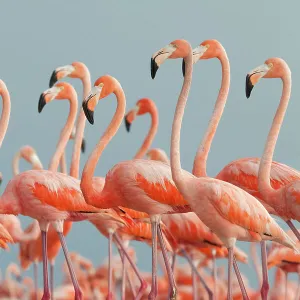 Caribbean flamingo (Phoenicopterus ruber), Ria Lagartos Biosphere Reserve, Yucatan Peninsula, Mexico, June