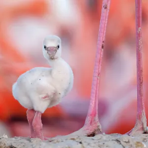 Caribbean flamingo (Phoenicopterus ruber) chick, standing by its parent's legs in its nest, Ria Lagartos Biosphere Reserve, Yucatan Peninsula, Mexico, June. Bookplate