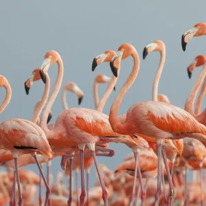 Caribbean flamingo (Phoenicopterus ruber) flock, Ria Lagartos Biosphere Reserve