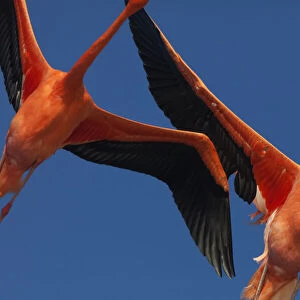 Caribbean flamingos (Phoenicopterus ruber) flying, Ria Celestun Biosphere Reserve
