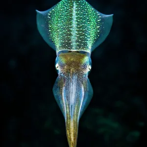 Caribbean reef squid (Sepioteuthis sepioidea) in mid water over a coral reef. East End