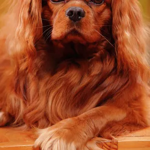 Toy Jigsaw Puzzle Collection: King Charles Spaniel