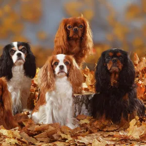 Five Cavalier King Charles Spaniel sitting, black-and-tan, tricolour, blenheim and ruby coated