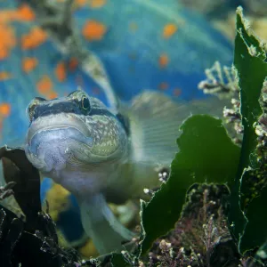 Chameleon goby (Tridentiger trigonocephalus) with Blue bat star (Patiria pectinifera) in background