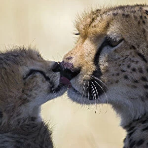 Cheetah {Acinonyx jubatus} 6-8 week cub grooming mother, Masai Mara Reserve, Kenya