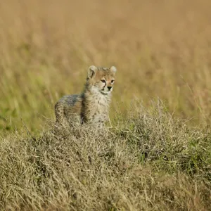 Cheetah (Acinonyx jubatus) cub aged 7 weeks, Masai-Mara Game Reserve, Kenya