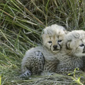 Cheetah (Acinonyx jubatus) cubs aged 5 weeks, Masai-Mara Game Reserve, Kenya