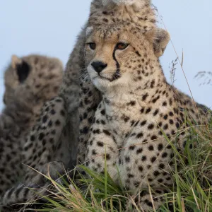 Cheetah (Acinonyx jubatus) mother and cubs 6 months, Masai-Mara Game Reserve, Kenya