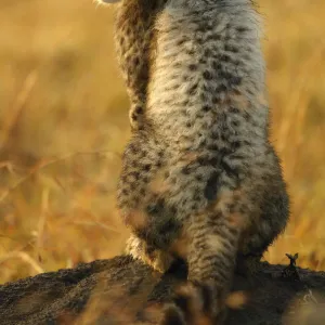 Cheetah cub portrait {Acinonyx jubatus} Masai Mara, Kenya