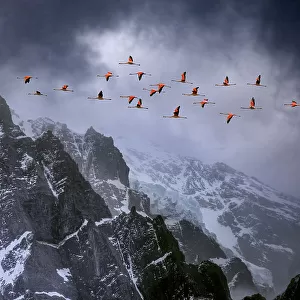Chilean flamingos (Phoenicopterus chilensis) in flight over mountain peaks with glacier in the distance, Torres Del Paine National Park, Chile. Winner of Landscape category, Nature's Best / Windland Smith Rice Awards competition 2010