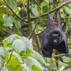 Christmas Island flying fox (Pteropus natalis) roosting in coastal tree, Christmas Island, Australia