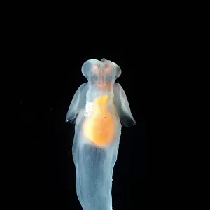 Mollusks Collection: Pteropods