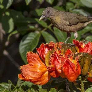 Thrushes Gallery: Clay Colored Robin