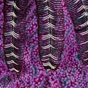 Close up of three arms from a Feather star (Crinoidea), Triton Bay, West Papua, Indonesia, Pacific Ocean