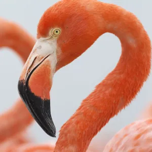 Close up of a Caribbean flamingo (Phoenicopterus ruber) in the breeding colony