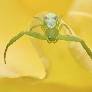 Close up of a Crab spider (Misumena sp) on flowers, East Lake Greenway park, Wuhan