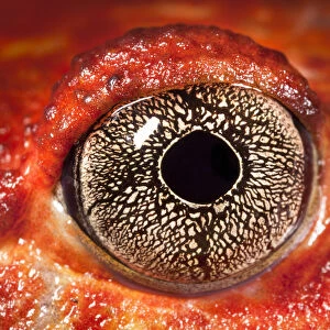 Close up of eye of Tomato frog {Dyscophus antongili} Maroantsetra, Northeast Madagascar